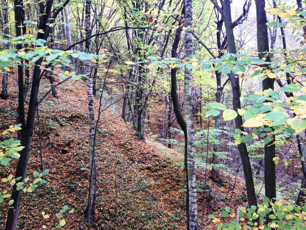 Osrodek Kwaskowa Villa Kazimierz Dolny Esterno foto